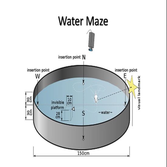 MORRIS WATER MAZE FOR RAT & MICE