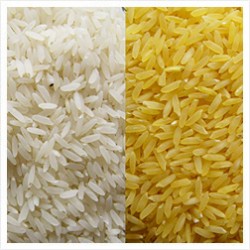 Non Basmati Rice