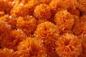 Paper Pom Poms  for Decoration